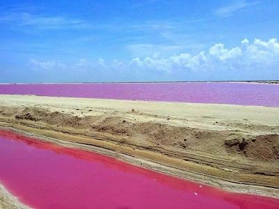 Pink Beaches Rio Lagartos